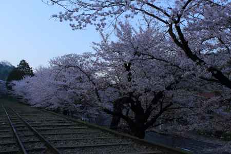 早春の蹴上インクライン５