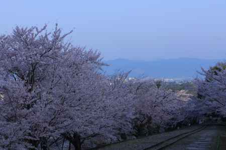 早春の蹴上インクライン６