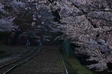 早春の蹴上インクライン９