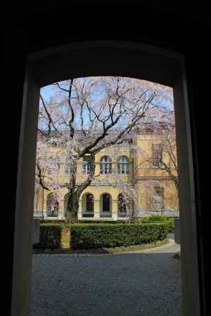 桜色に染まる京都府庁１