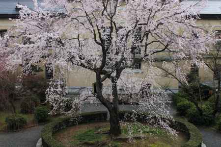 桜色に染まる京都府庁２