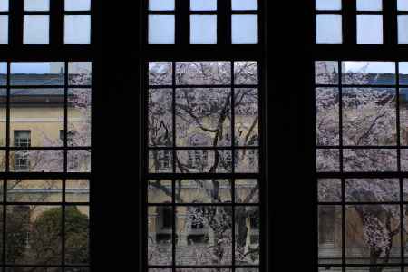 桜色に染まる京都府庁６