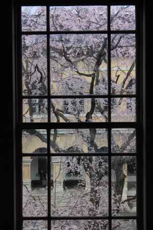 桜色に染まる京都府庁７