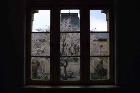 桜色に染まる京都府庁８