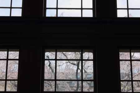 桜色に染まる京都府庁９