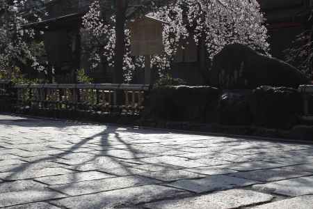 桜が彩る祇園・白川１