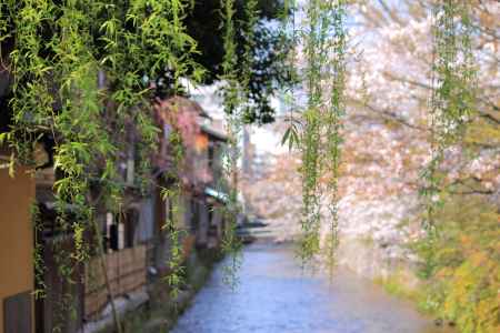 桜が彩る祇園・白川３