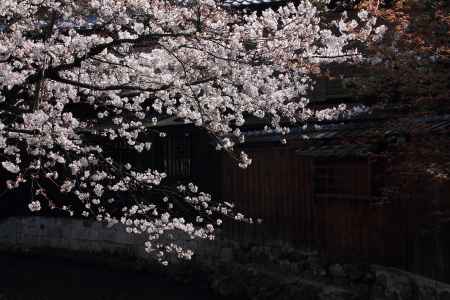 桜が彩る祇園・白川４