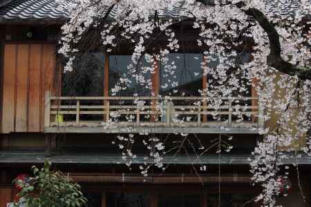 桜が彩る祇園・白川５