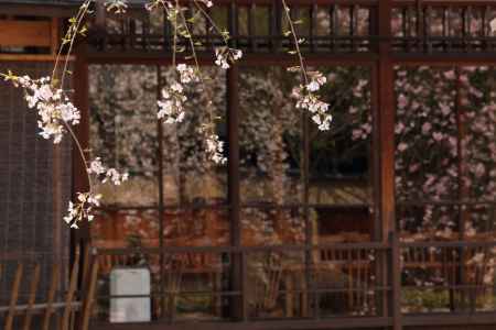 桜が彩る祇園・白川６