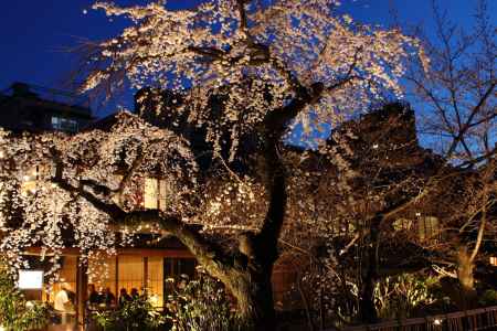 桜が彩る祇園・白川８