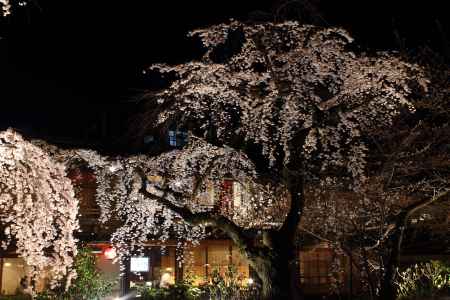 桜が彩る祇園・白川９