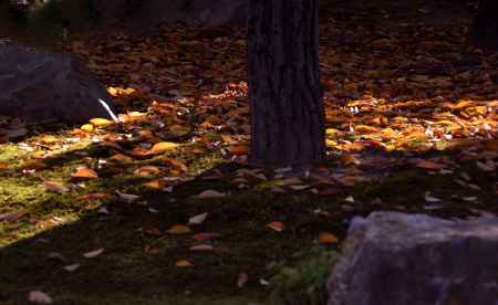 勝林寺・紅葉２０１３（２）