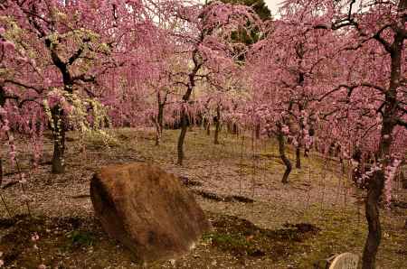 城南宮・枝垂れ梅