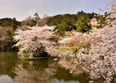 桜・龍安寺鏡容池