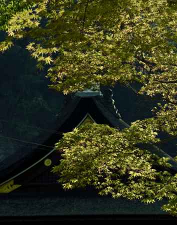 新緑から垣間見て