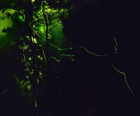 お目見えするのは、夜だけ・・・