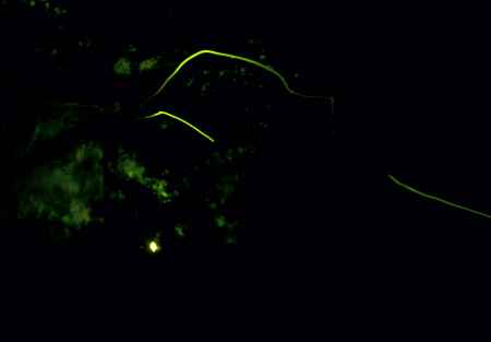 元気良く飛んでます・・・