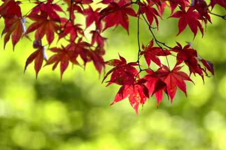 背景あっての主役