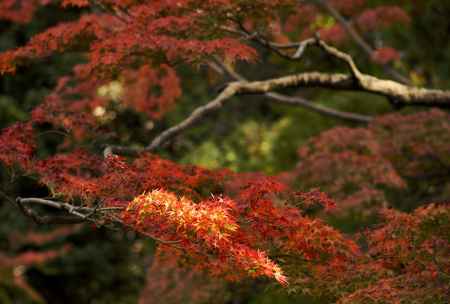 モミジ・赤・幾重にも