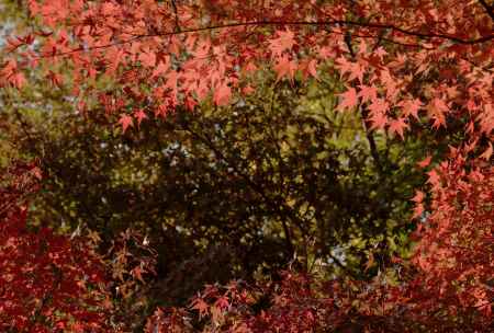 モミジのトンネル