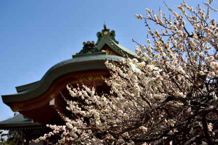 見頃まじかです