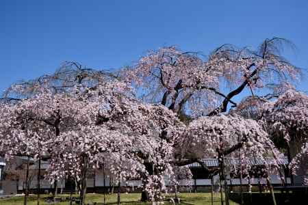 2015醍醐の桜（１）