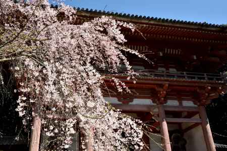 2015醍醐の桜（3）