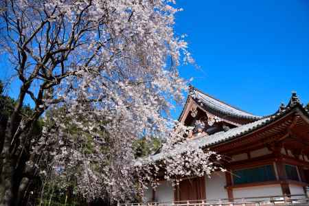 2015醍醐の桜（５）