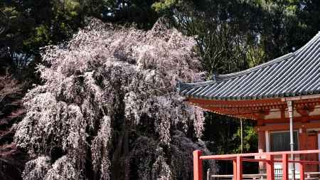2015醍醐の桜（６）