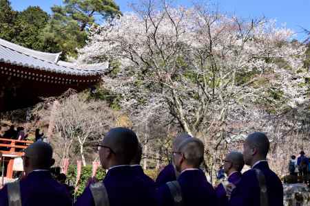 2015醍醐の桜（８）