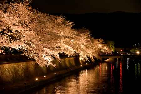 川・夜桜