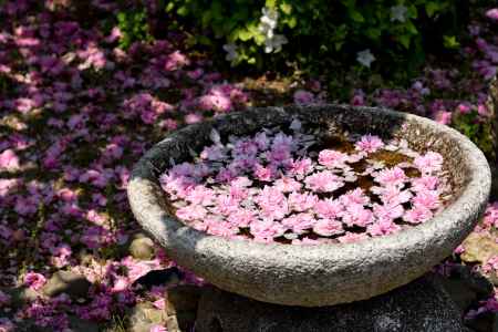 八重桜で満たされました