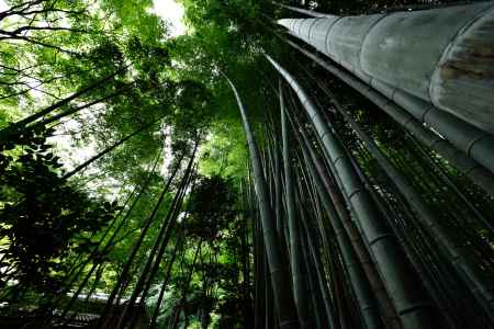 見上げれば・・・