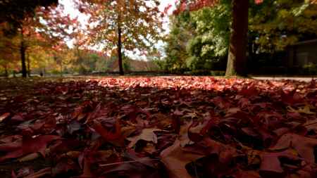 秋になりました