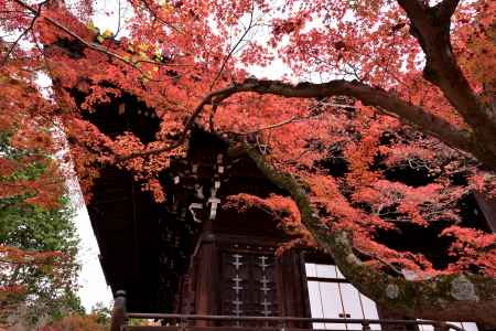 お堂を覆うもみじ