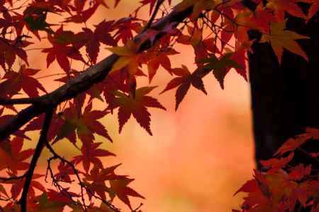 紅葉・煌き