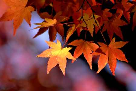 モミジのお星様