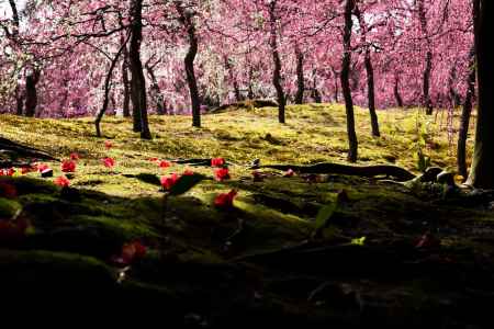 落ち椿と枝垂れ梅の林