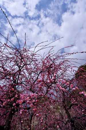 空から、梅が枝垂れ
