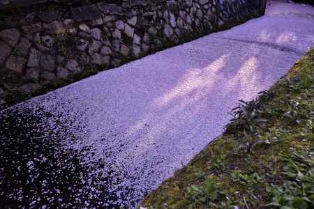 散り桜の川