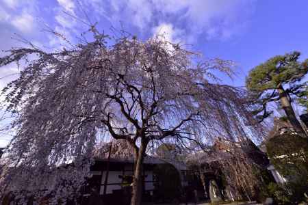 立派な枝垂れ