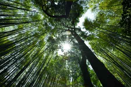 初夏の竹林