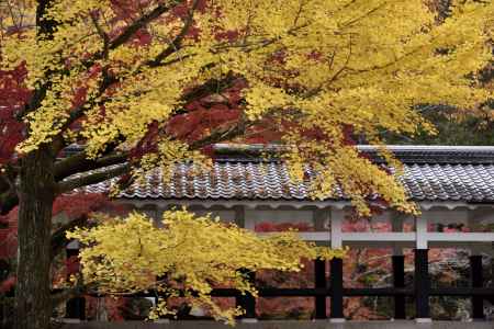 黄色もきれい・・・