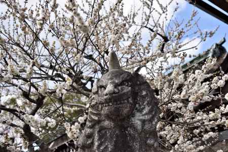 狛犬も嬉しそう