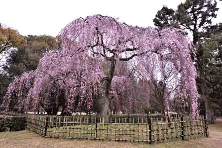 出水の桜（2017-1）