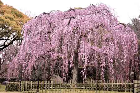 出水の桜（2017-２）
