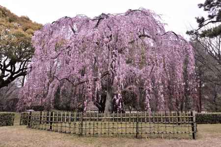 出水の桜（2017-４）