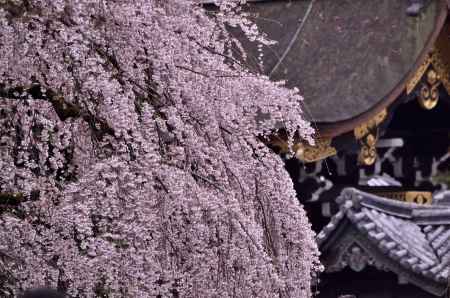 近衛邸跡・糸桜（２０１７-７）