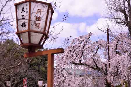 長建寺の糸桜（２０１７-２）